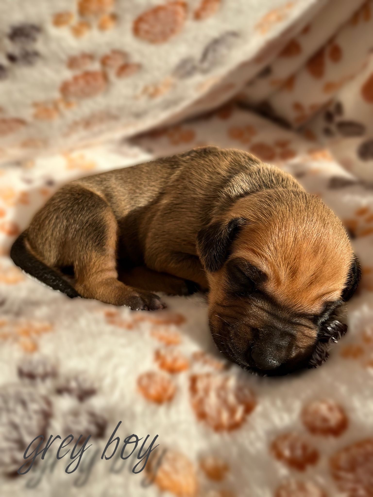 Grey boy 8 days - štěně vrh C