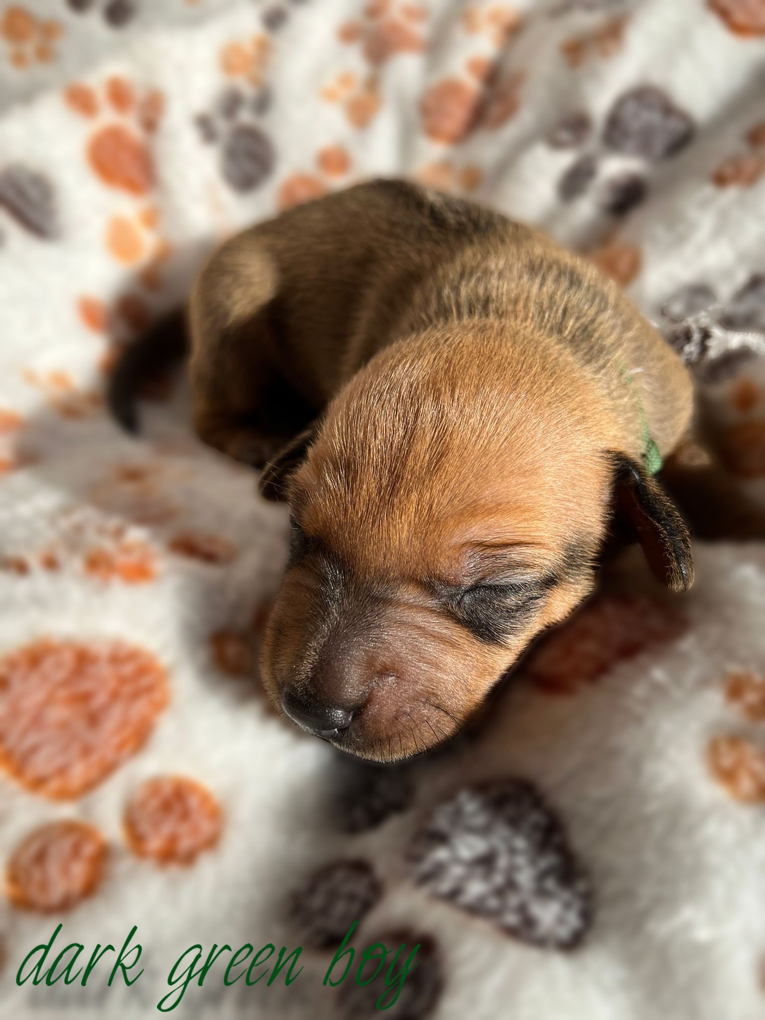 Dark green boy 8 days - štěně vrh C