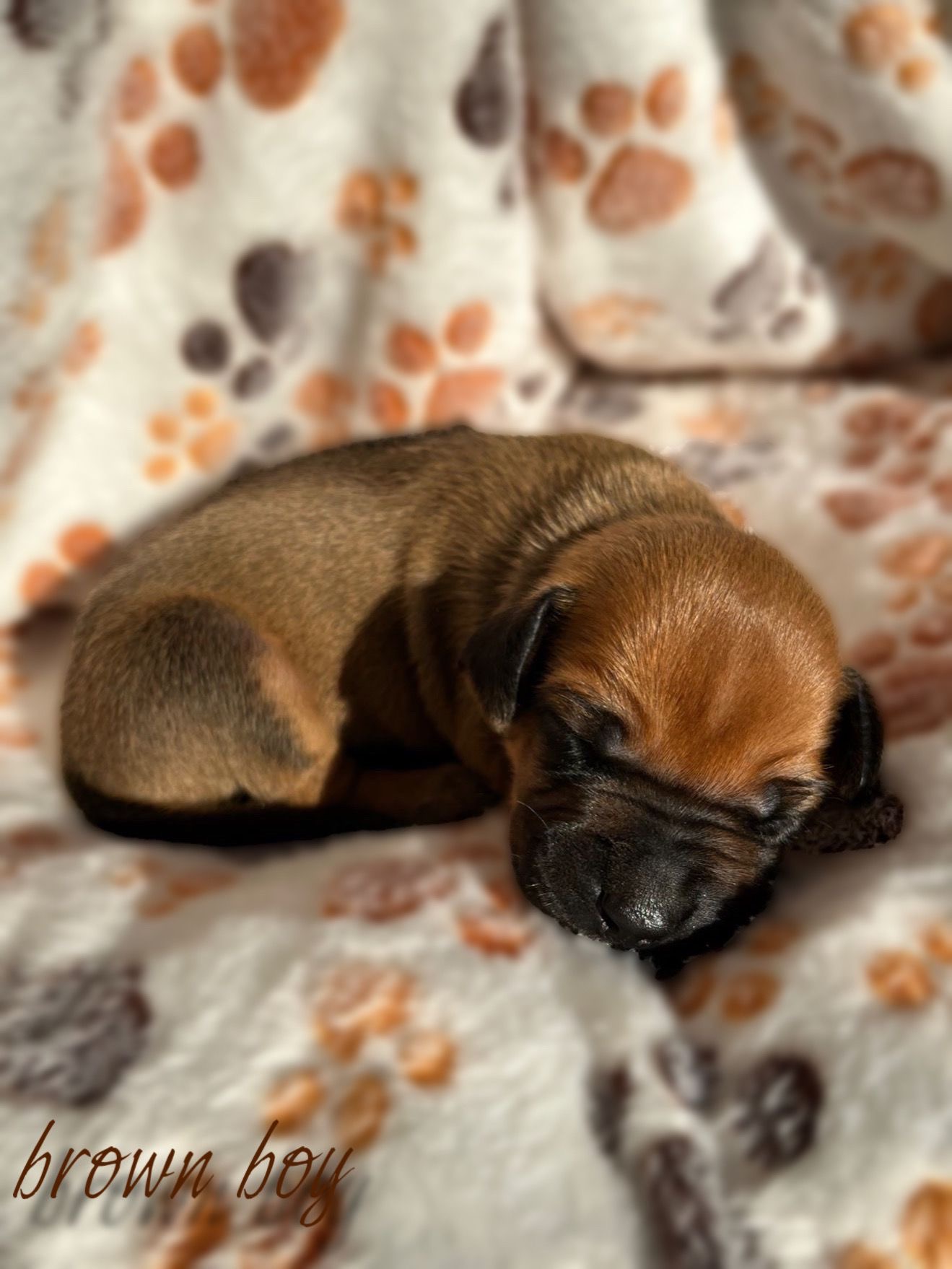 Brown boy 8 days - štěně vrh C