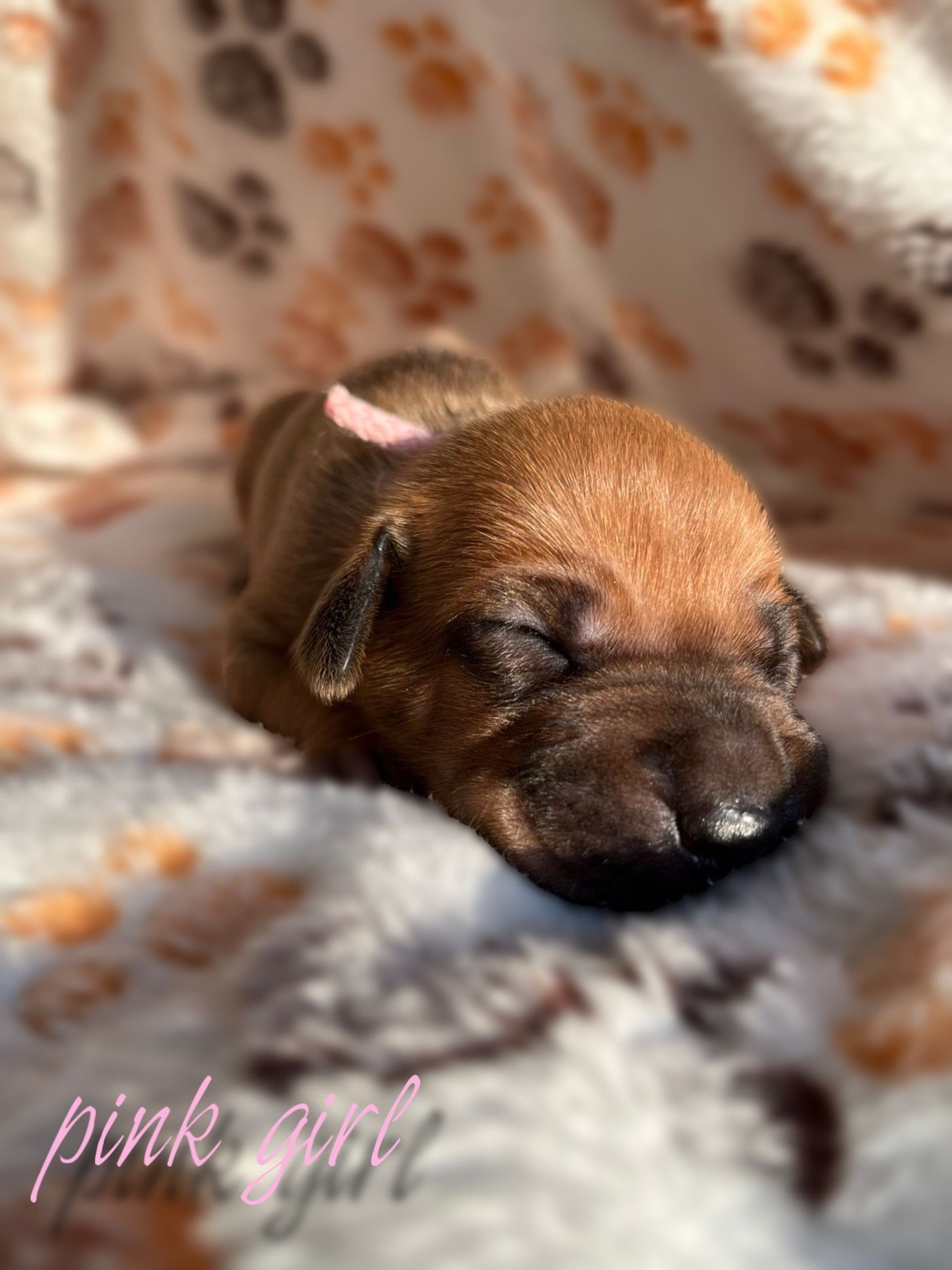 Pink girl 8 days - štěně vrh C