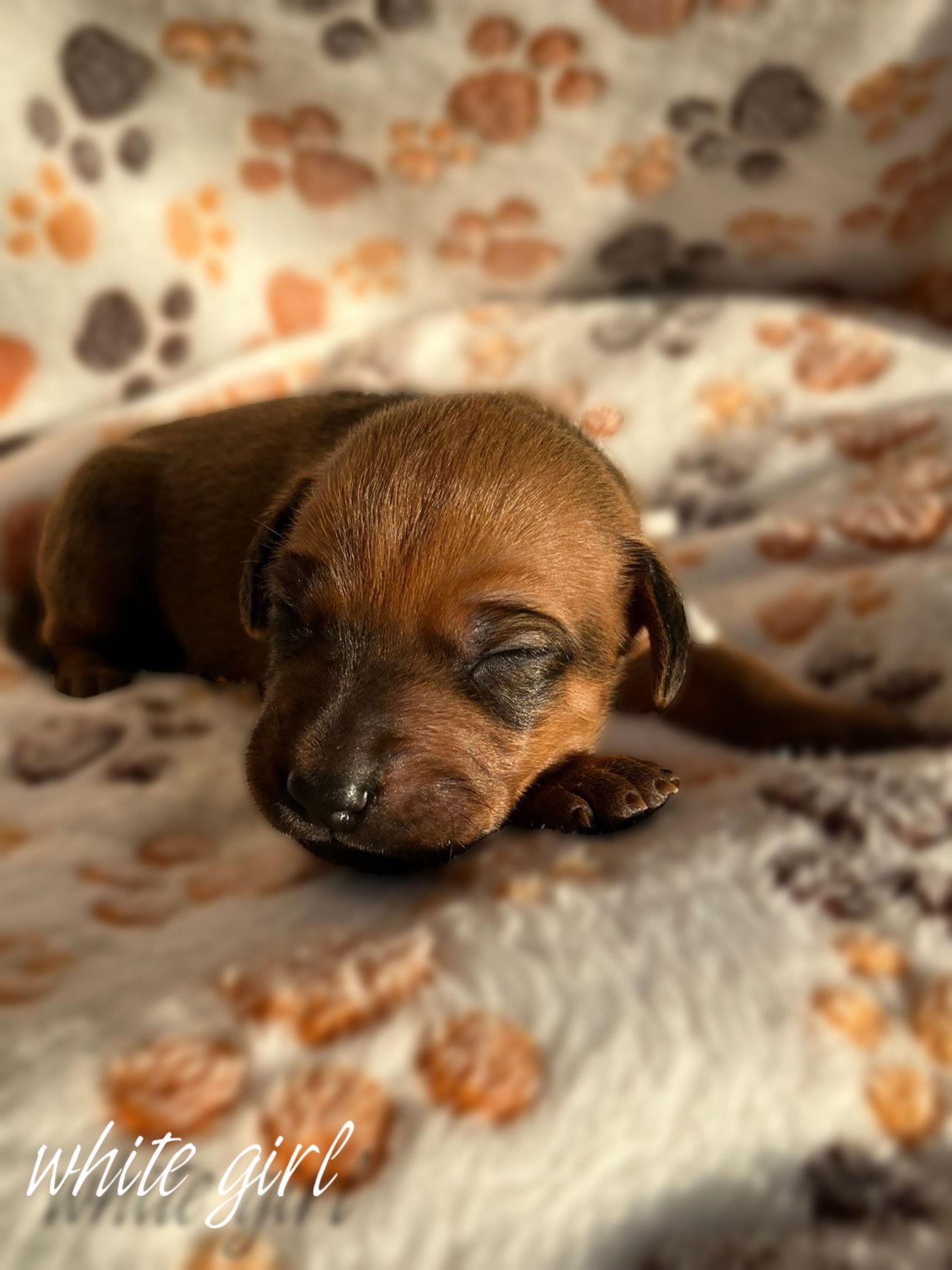 White girl 8 days - štěně vrh C