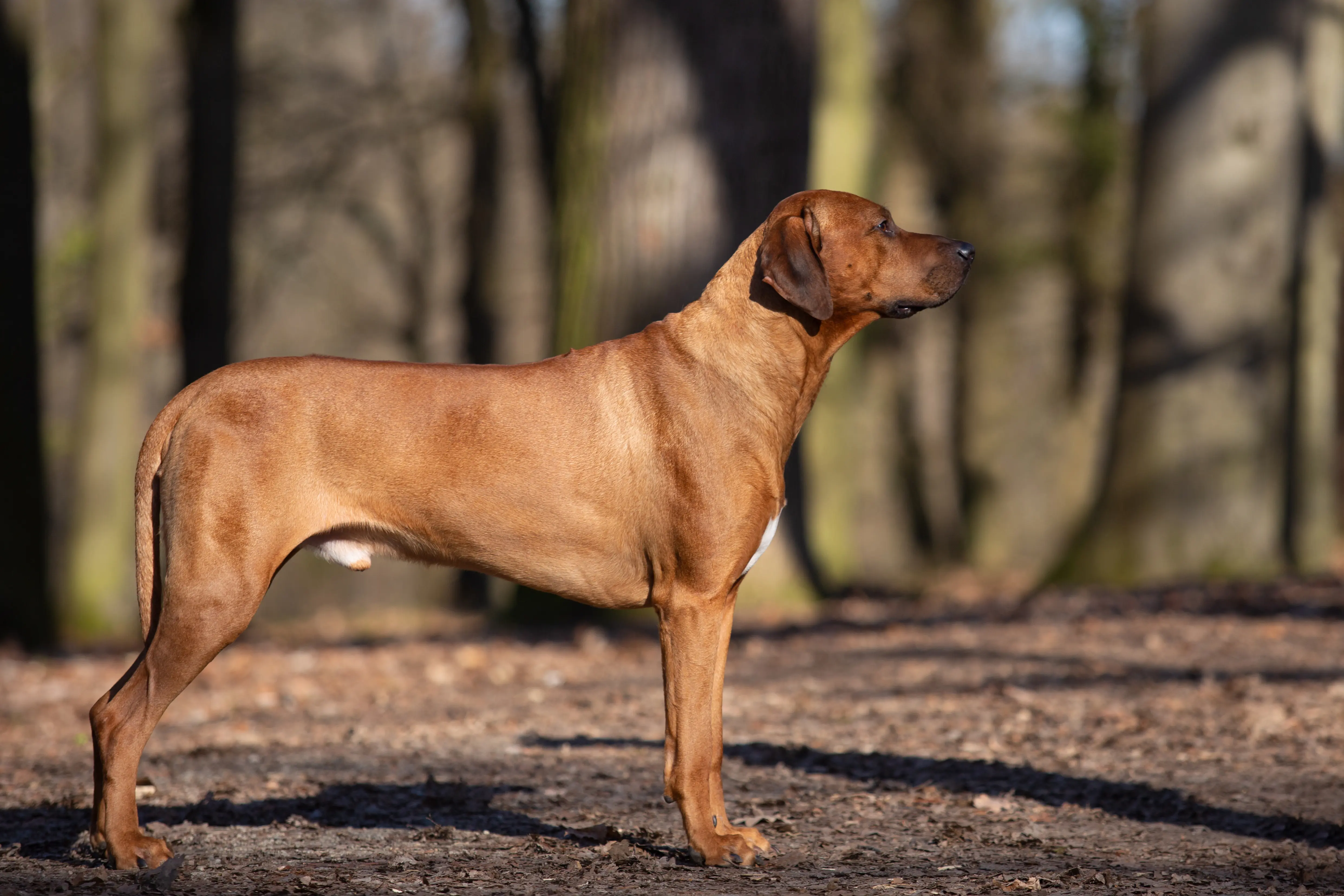 Hubert Edward Jan by Silamja 1