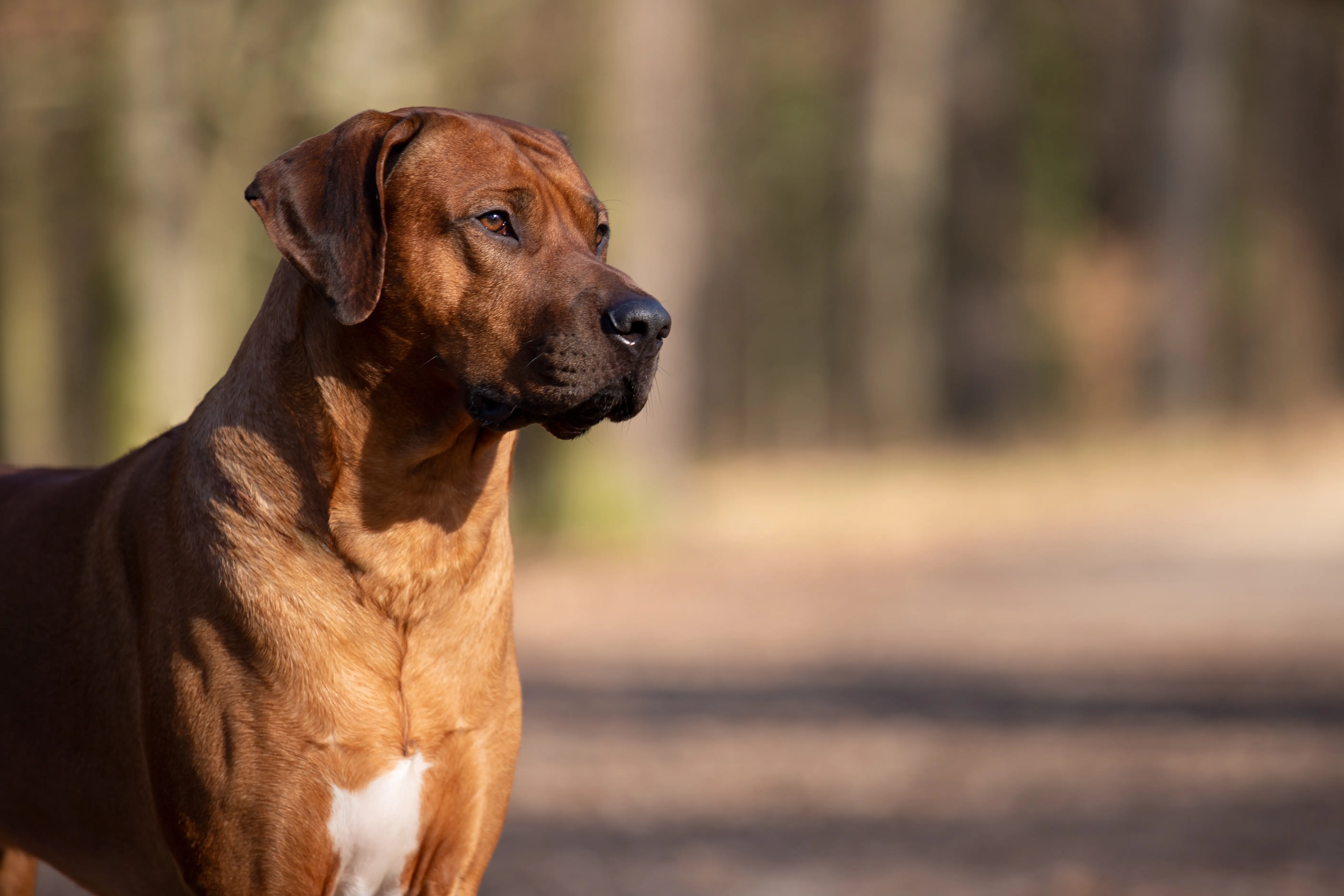 Hubert Edward Jan by Silamja 2