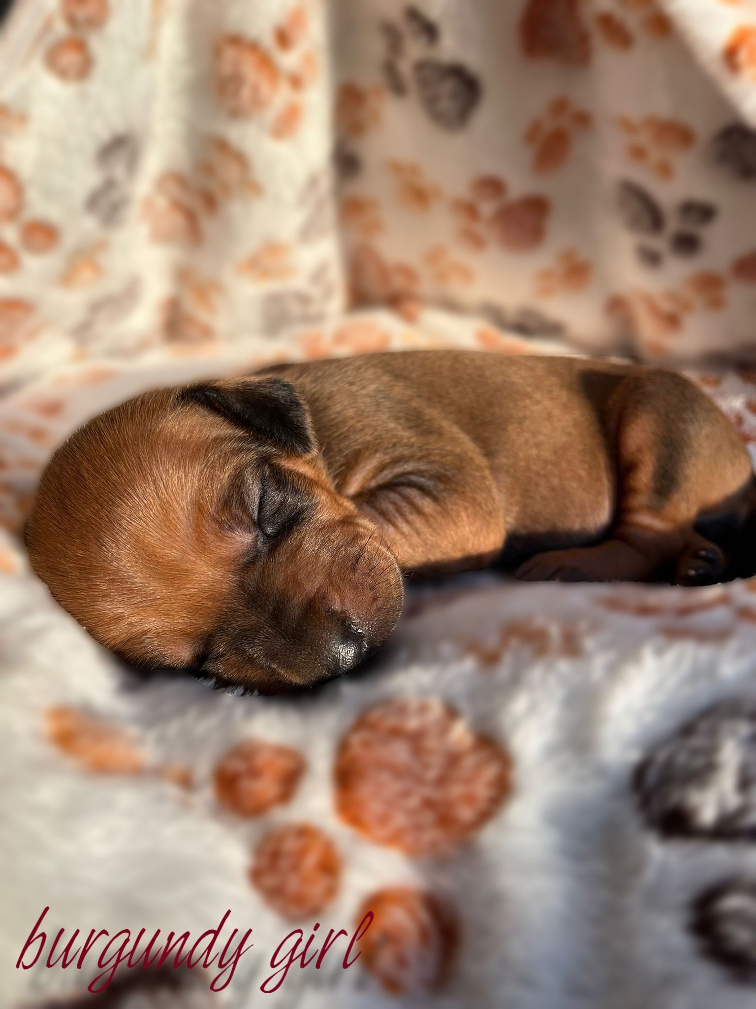 Burgundy girl 8 days - štěně vrh C