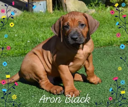 Aron Black výstavní