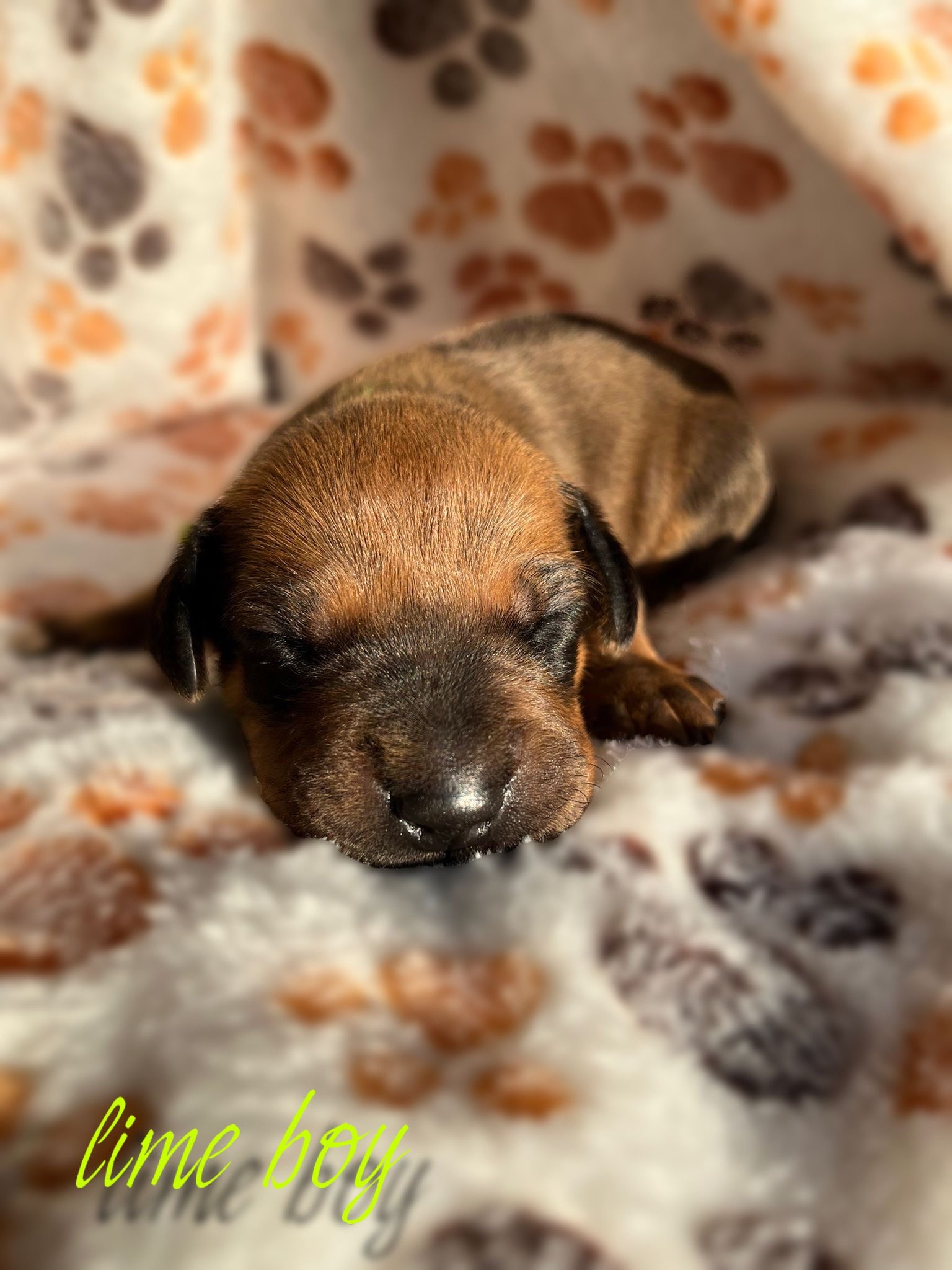 Lime boy 8 days - štěně vrh C