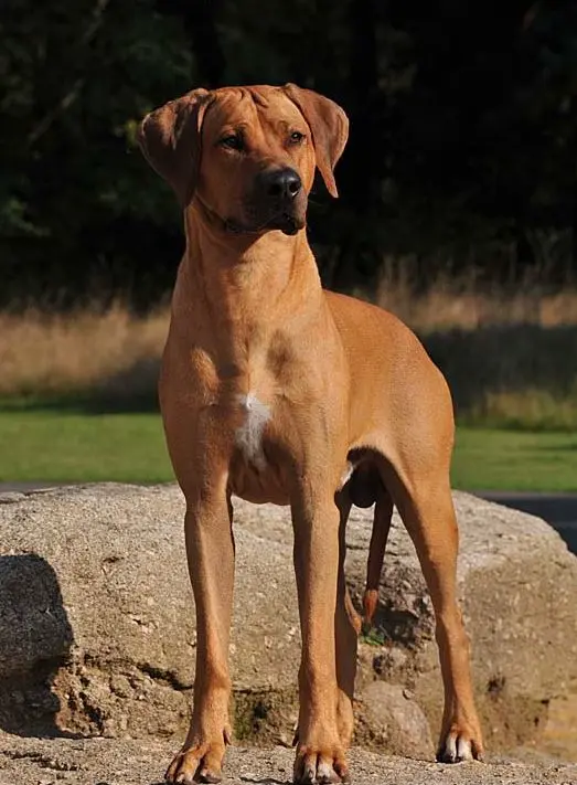 B'Lower Leo of TAILOR MADE