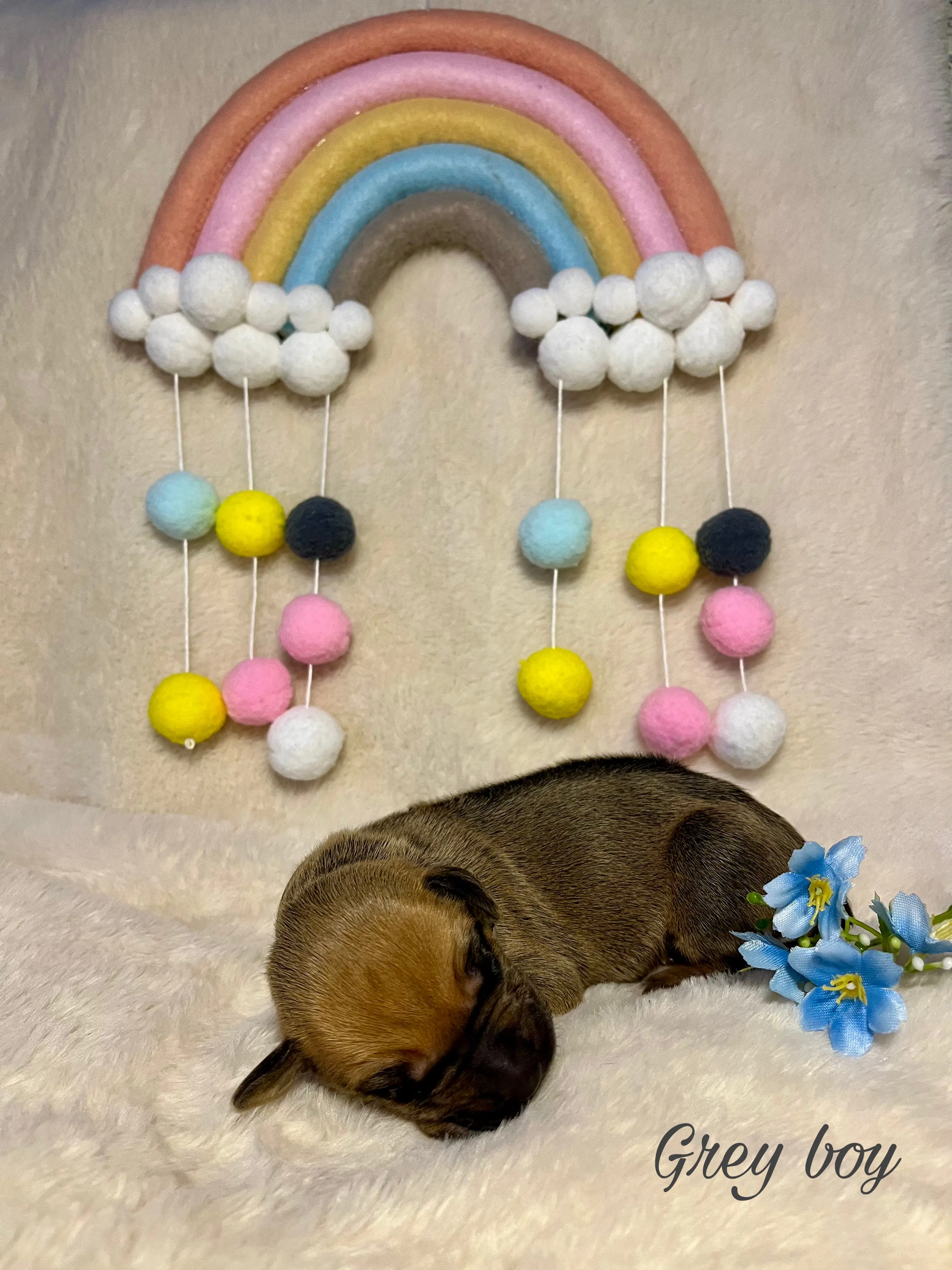 Grey boy - štěně vrh C