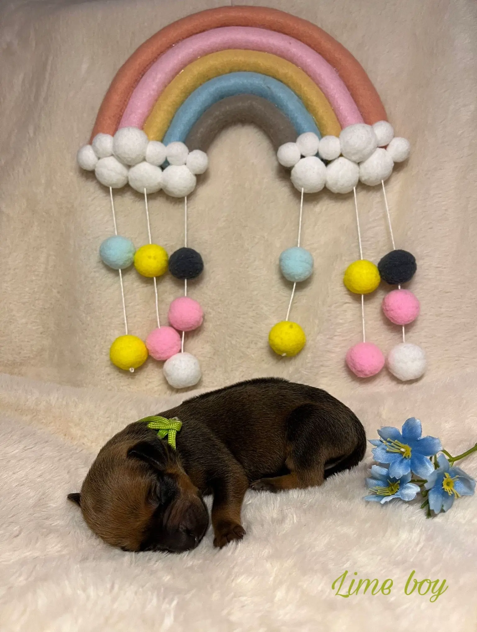 Lime boy - štěně vrh C