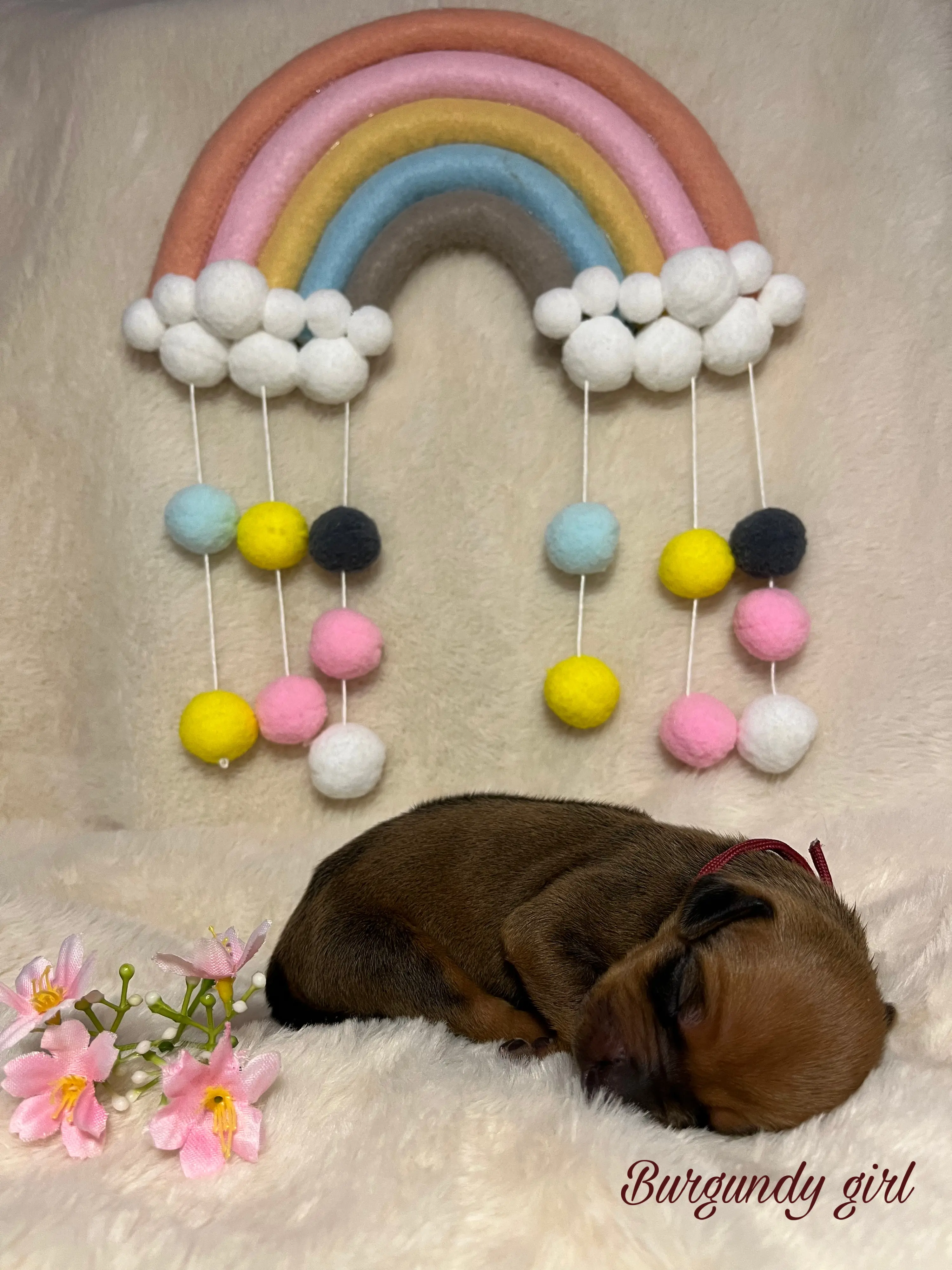 Burgundy girl - štěně vrh C