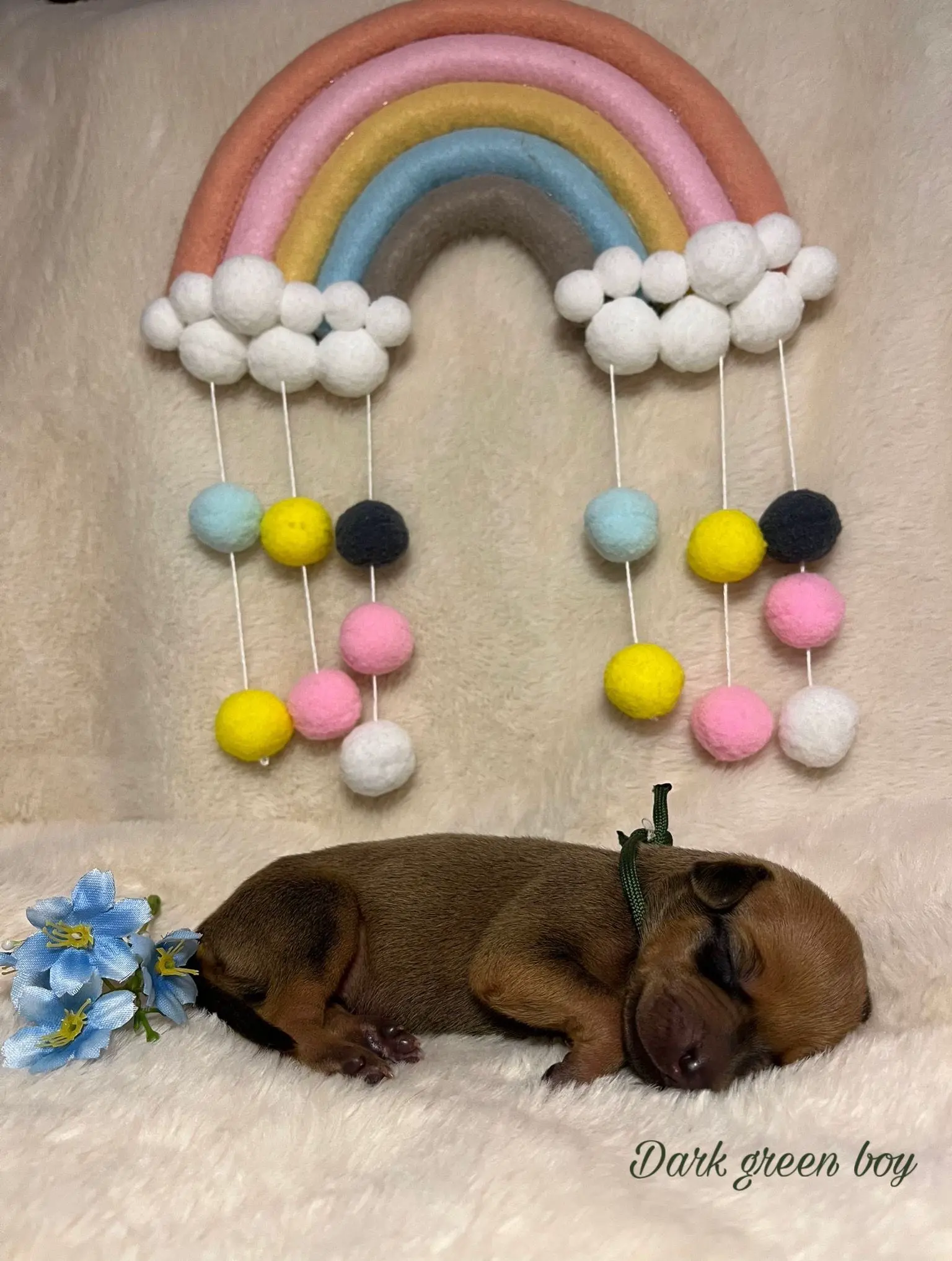 Dark green boy - štěně vrh C