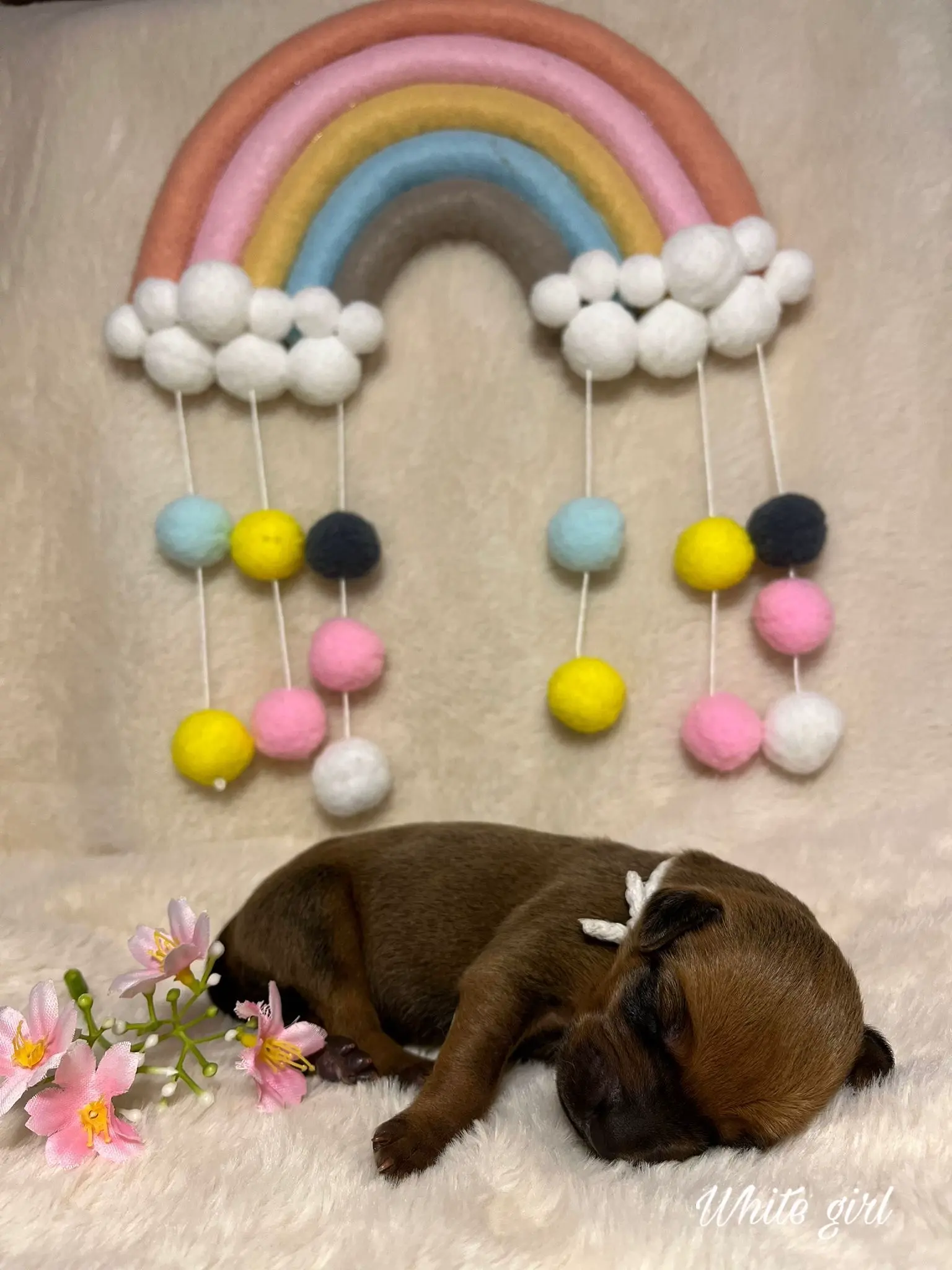 White girl - štěně vrh C